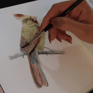 Aquarelando sobre o grafite